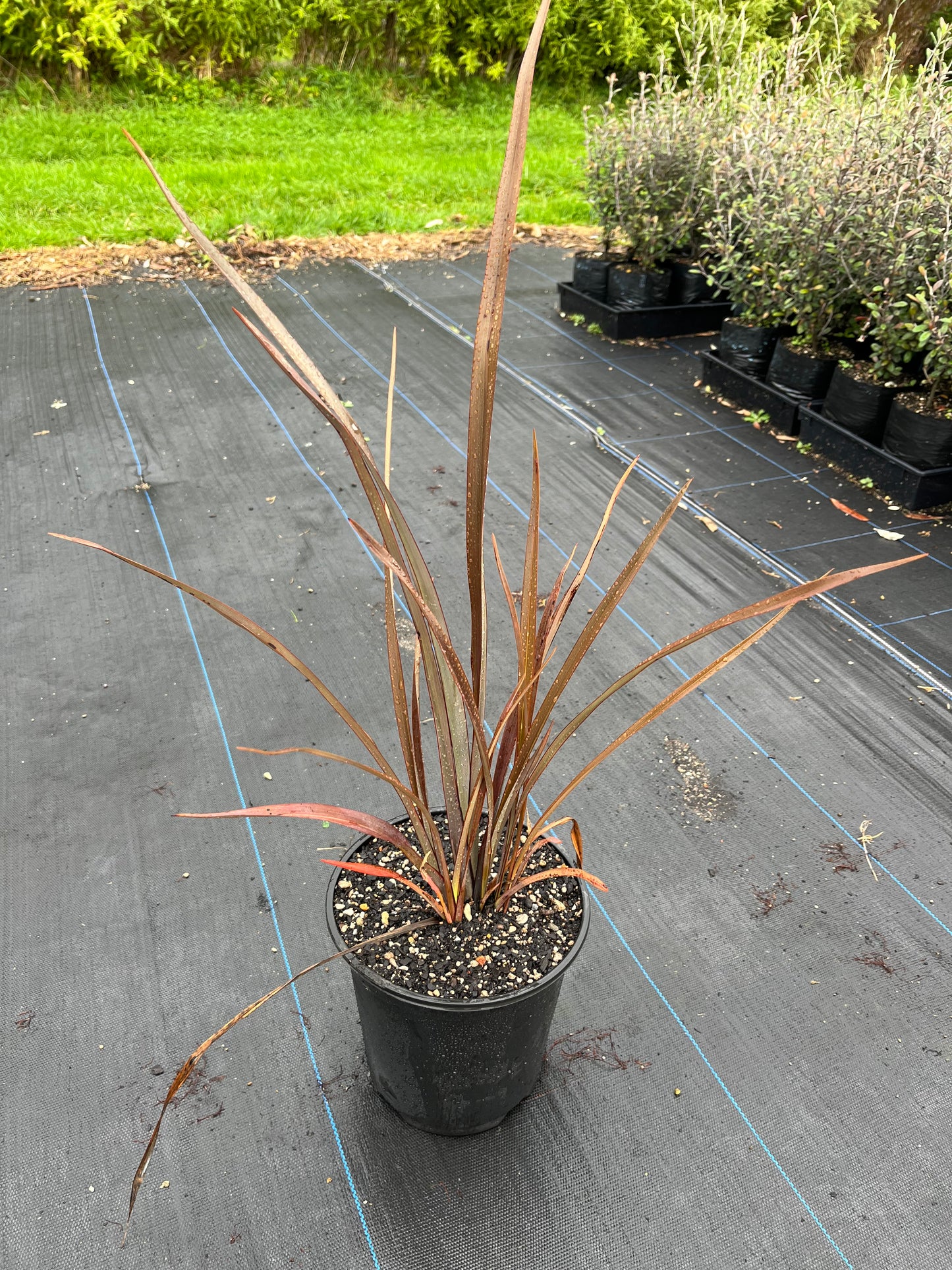 Harakeke Flax