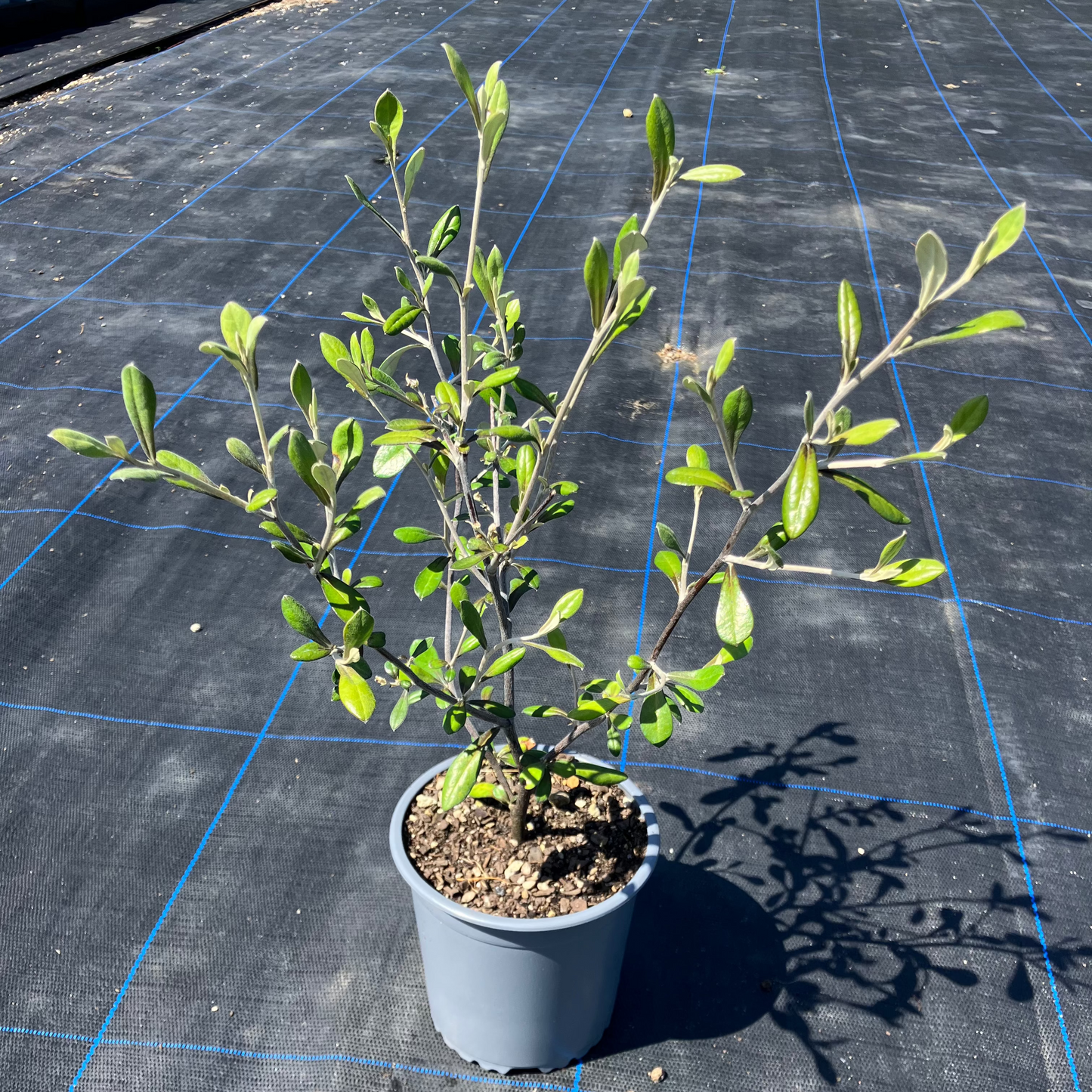 Corokia ‘Cheesemanii’