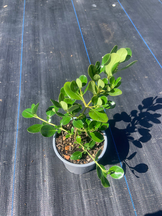 Coprosma 'Poor Knights'