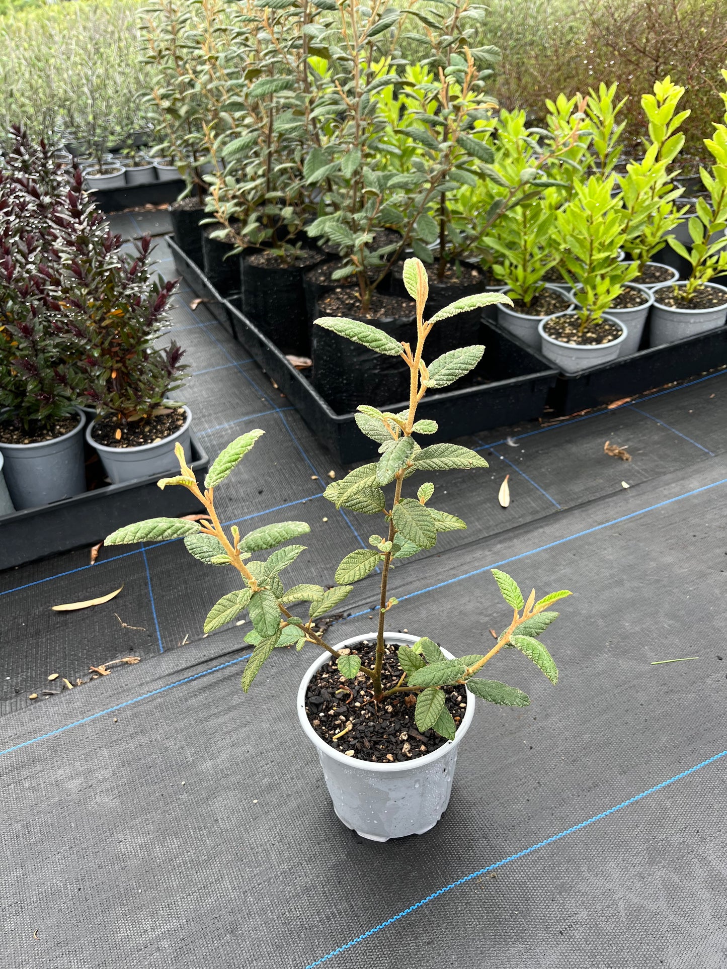 Tainui Tree
