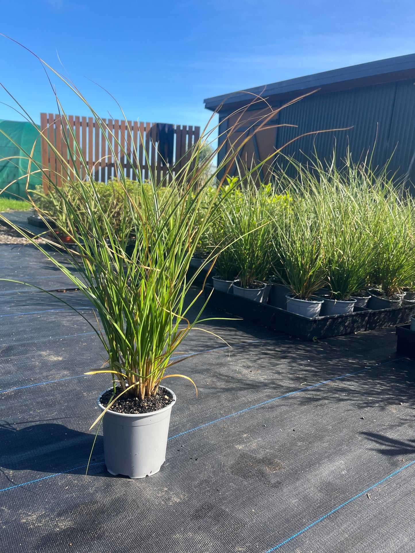 Carex Virgata