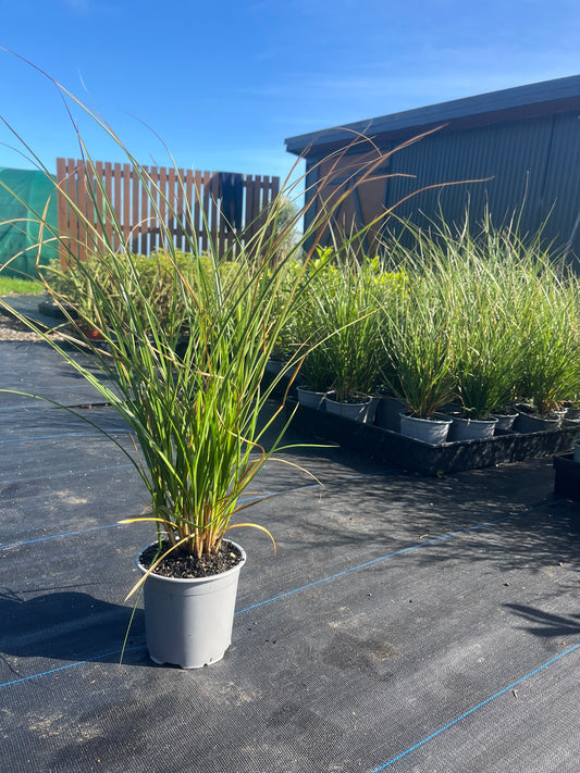 Carex Virgata
