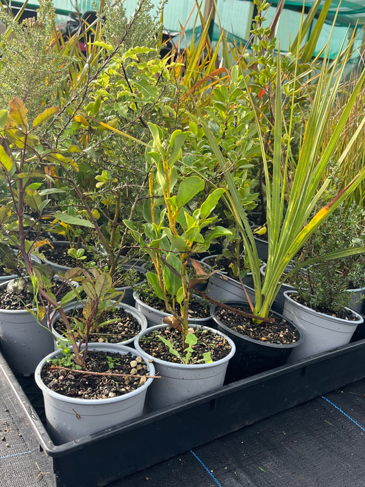 100 x surplus/seconds native Trees and Shrubs
