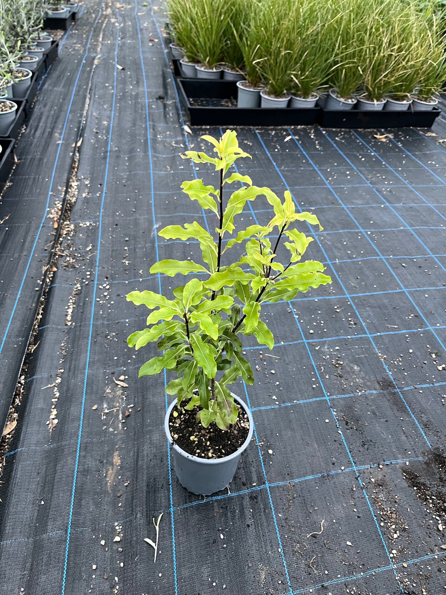 Lemonwood