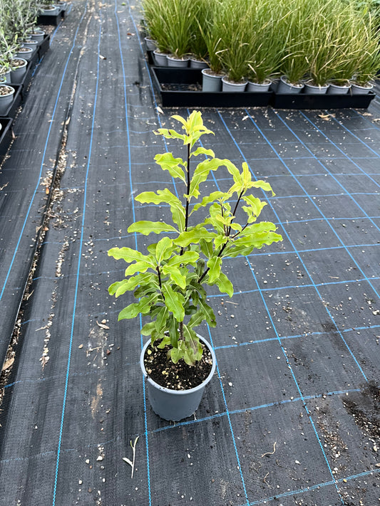 Lemonwood