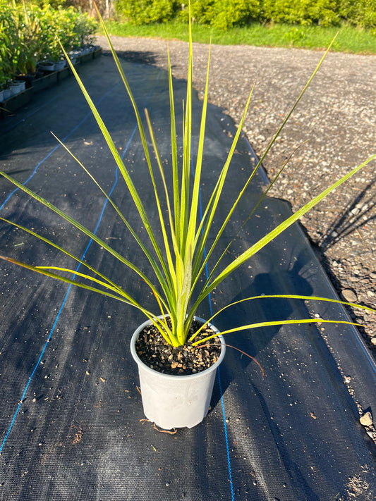 Cabbage Tree