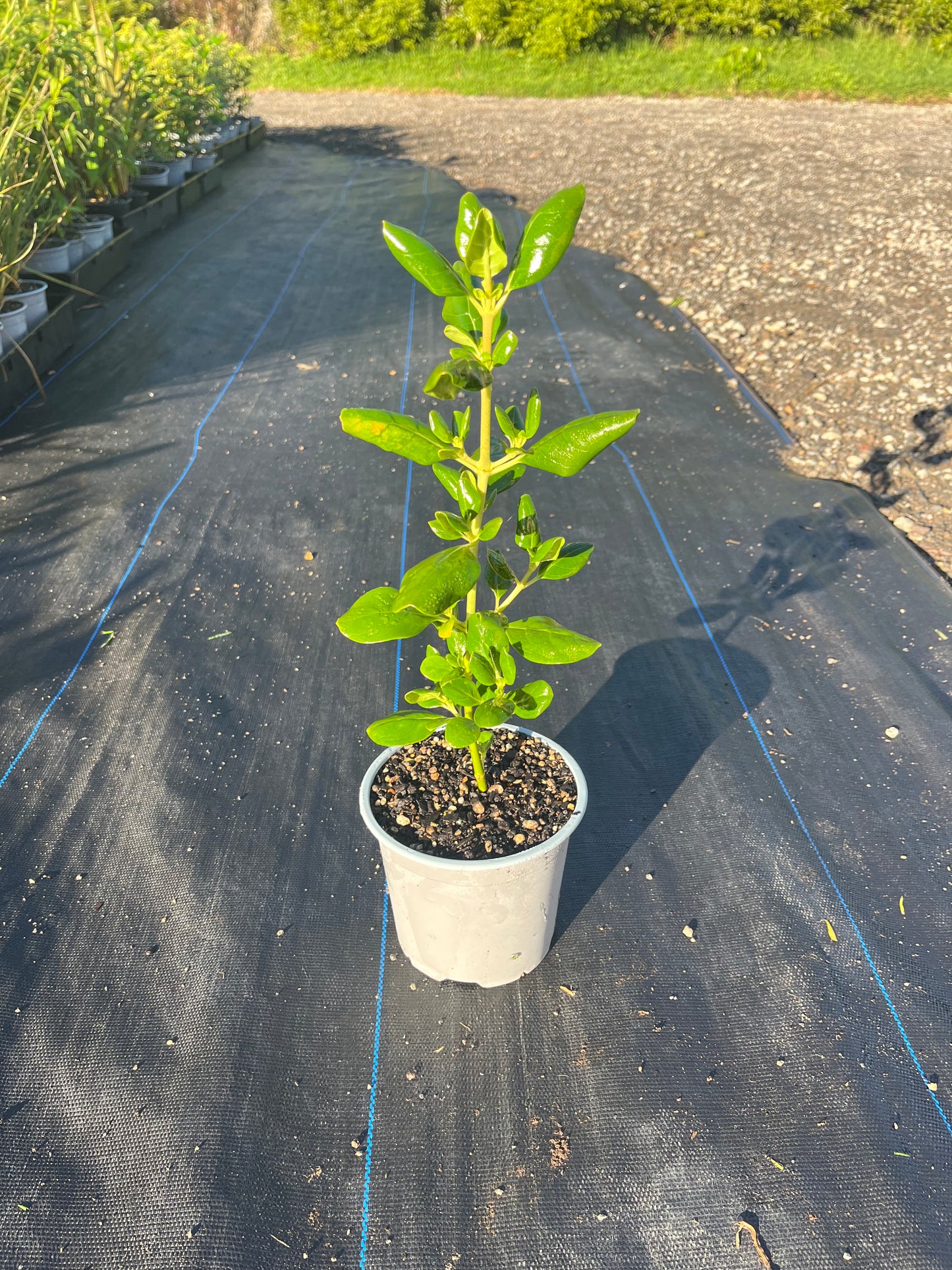 Coprosma Repens