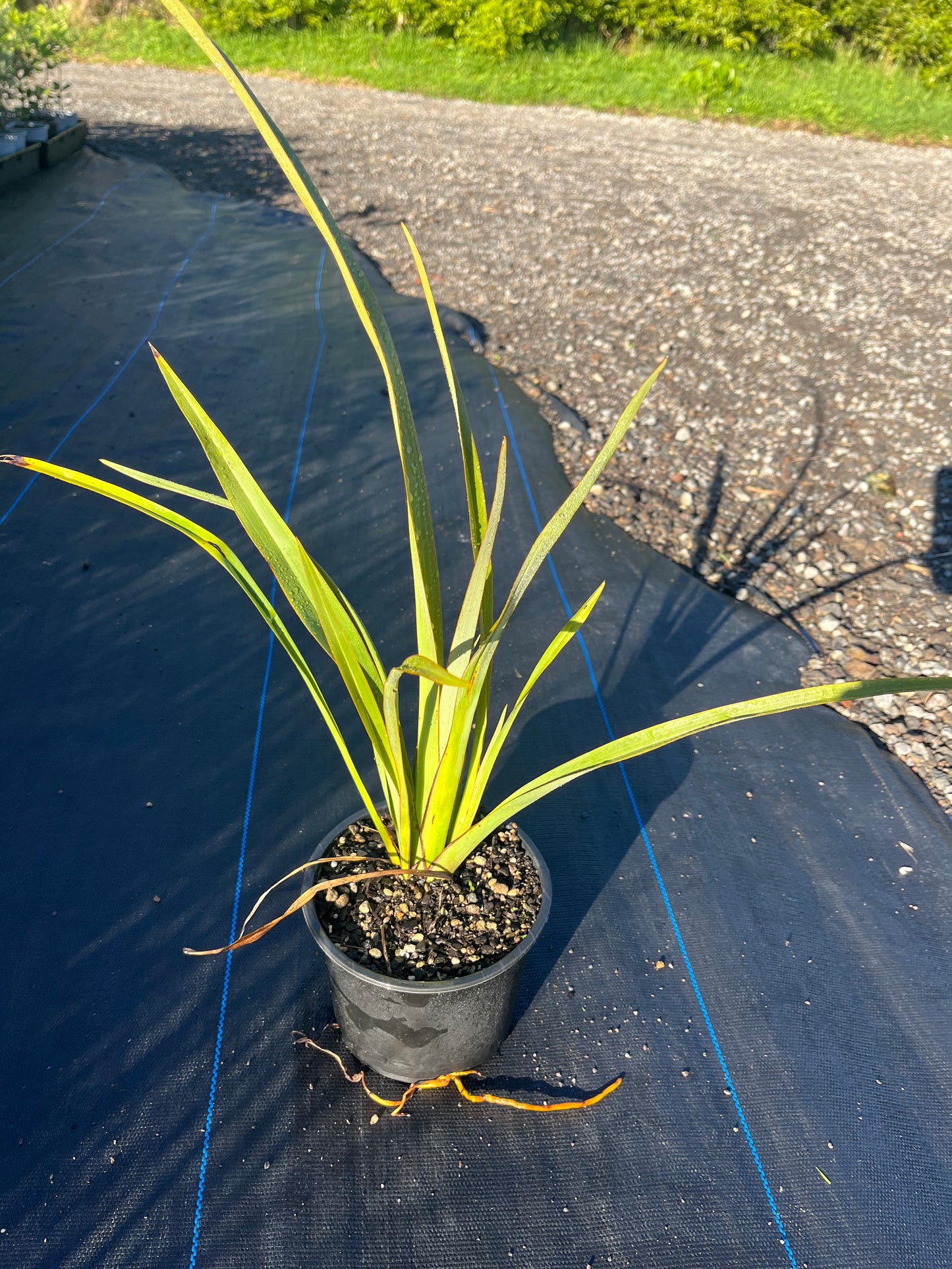 Harakeke Flax