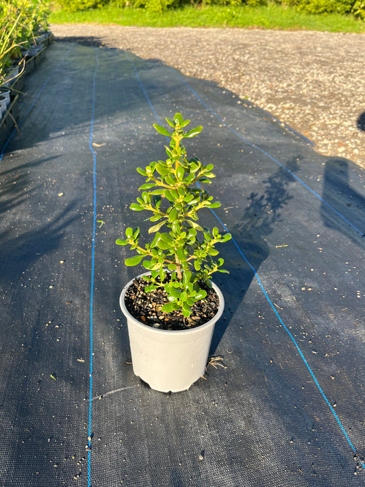 Coprosma 'Middlemoore'