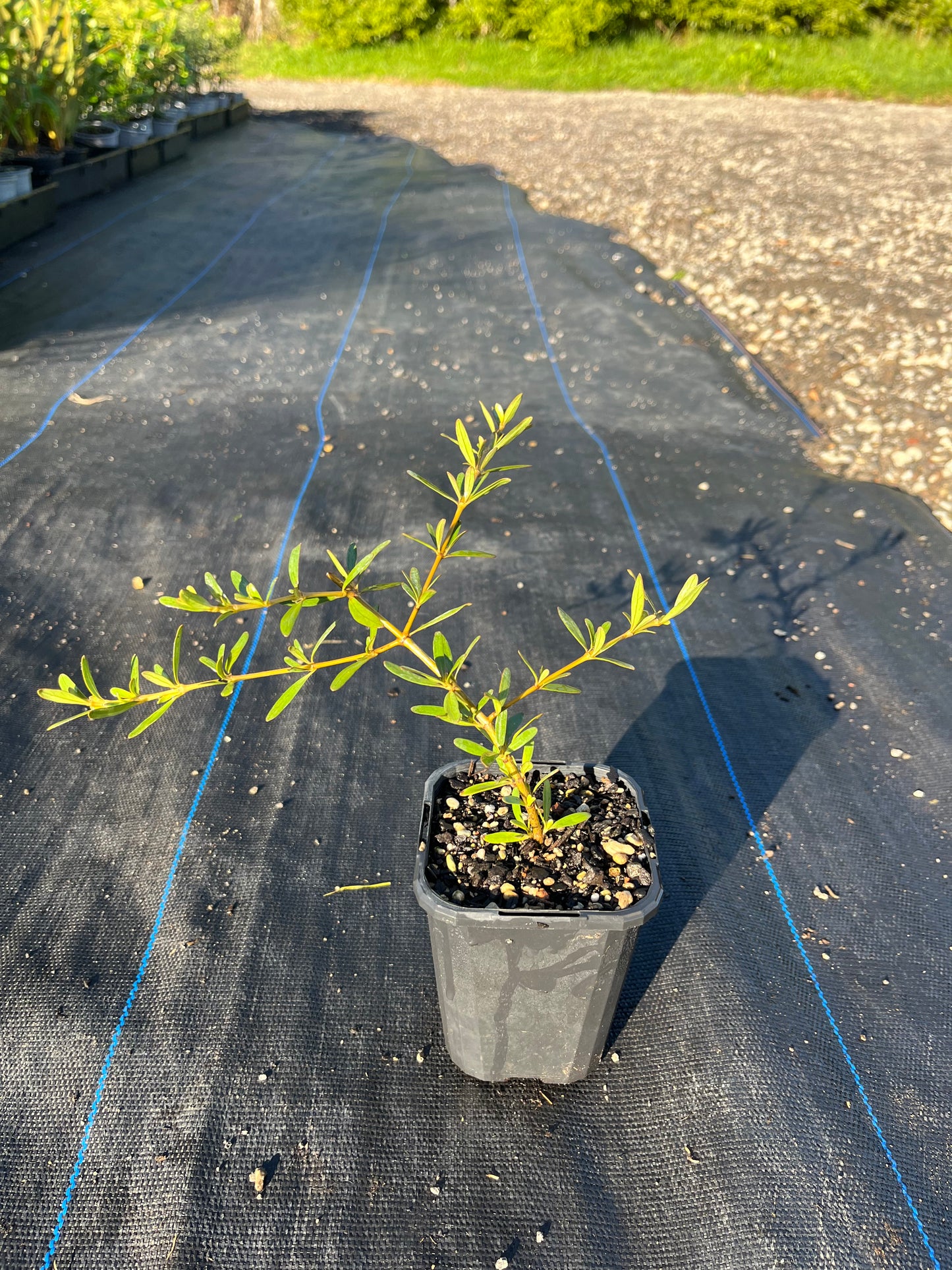 Coprosma Kirkii