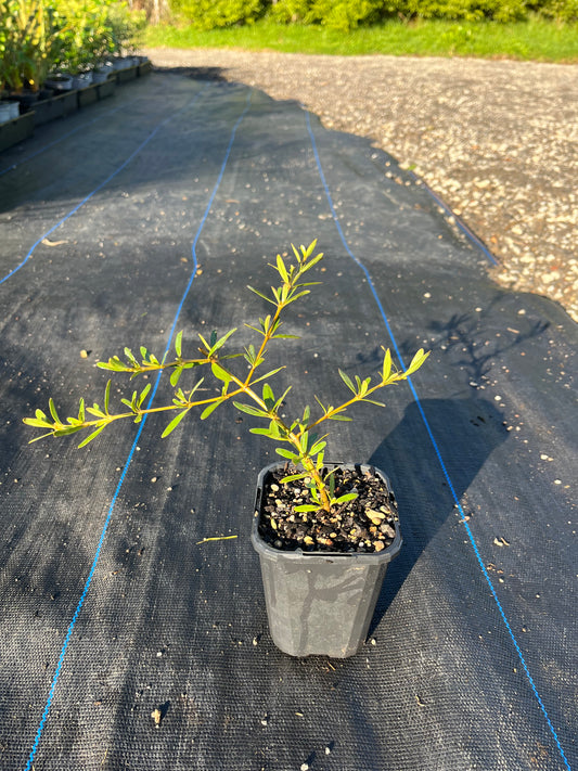 Coprosma Kirkii