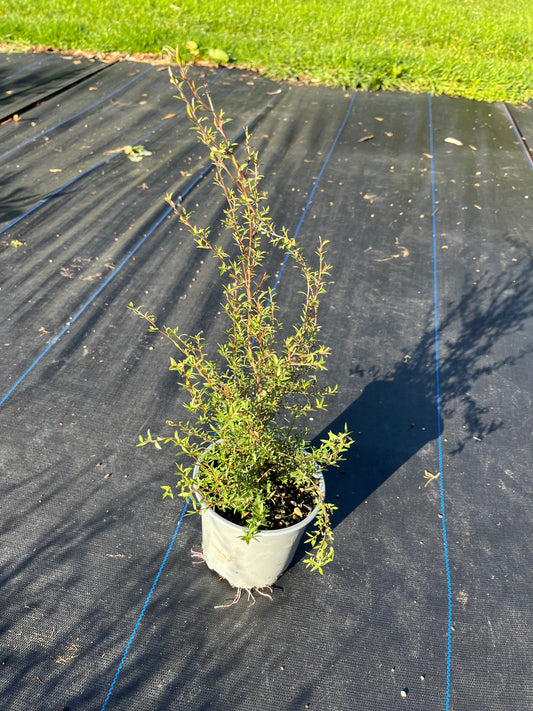 Manuka