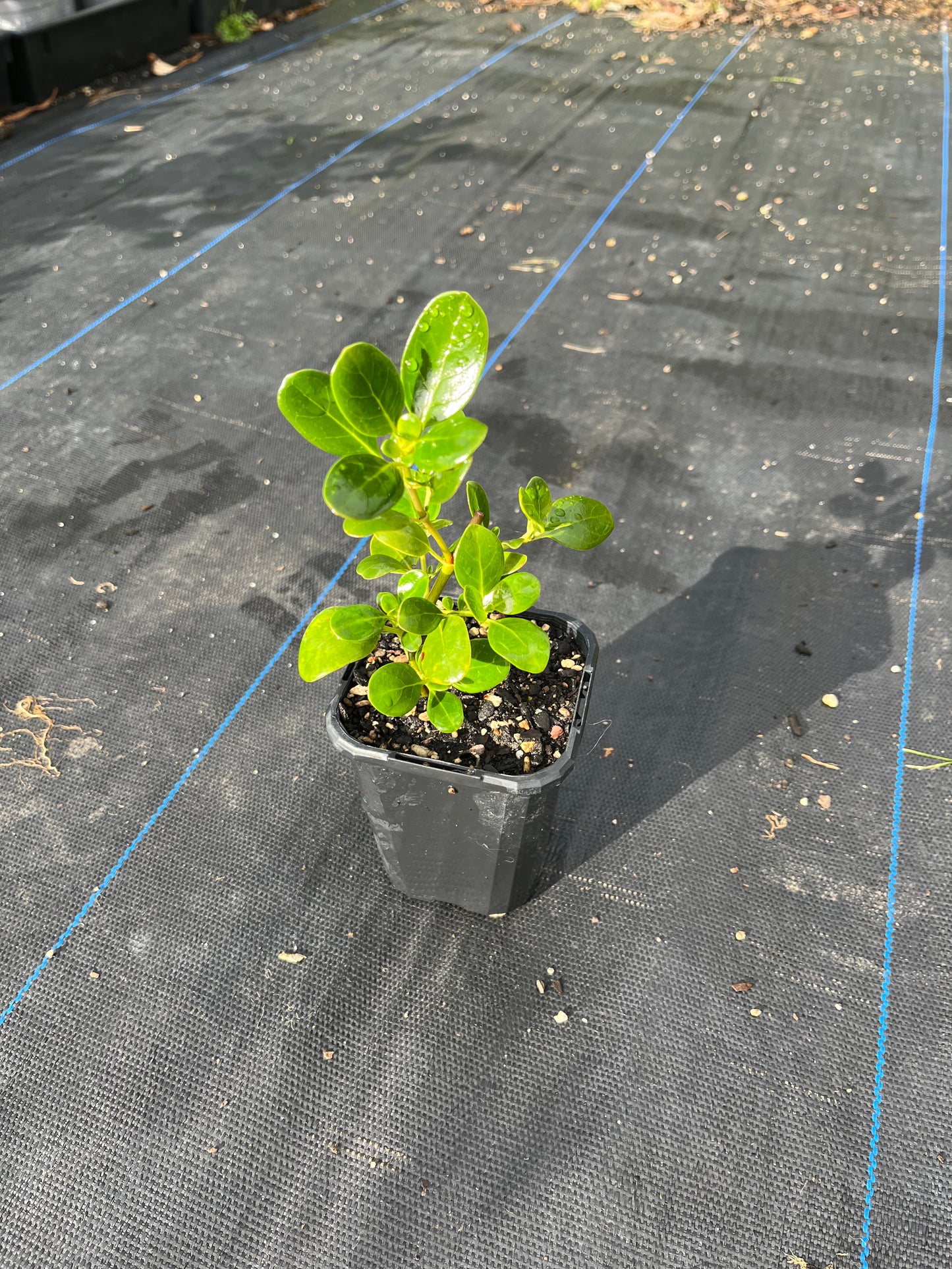 Coprosma 'Poor Knights'