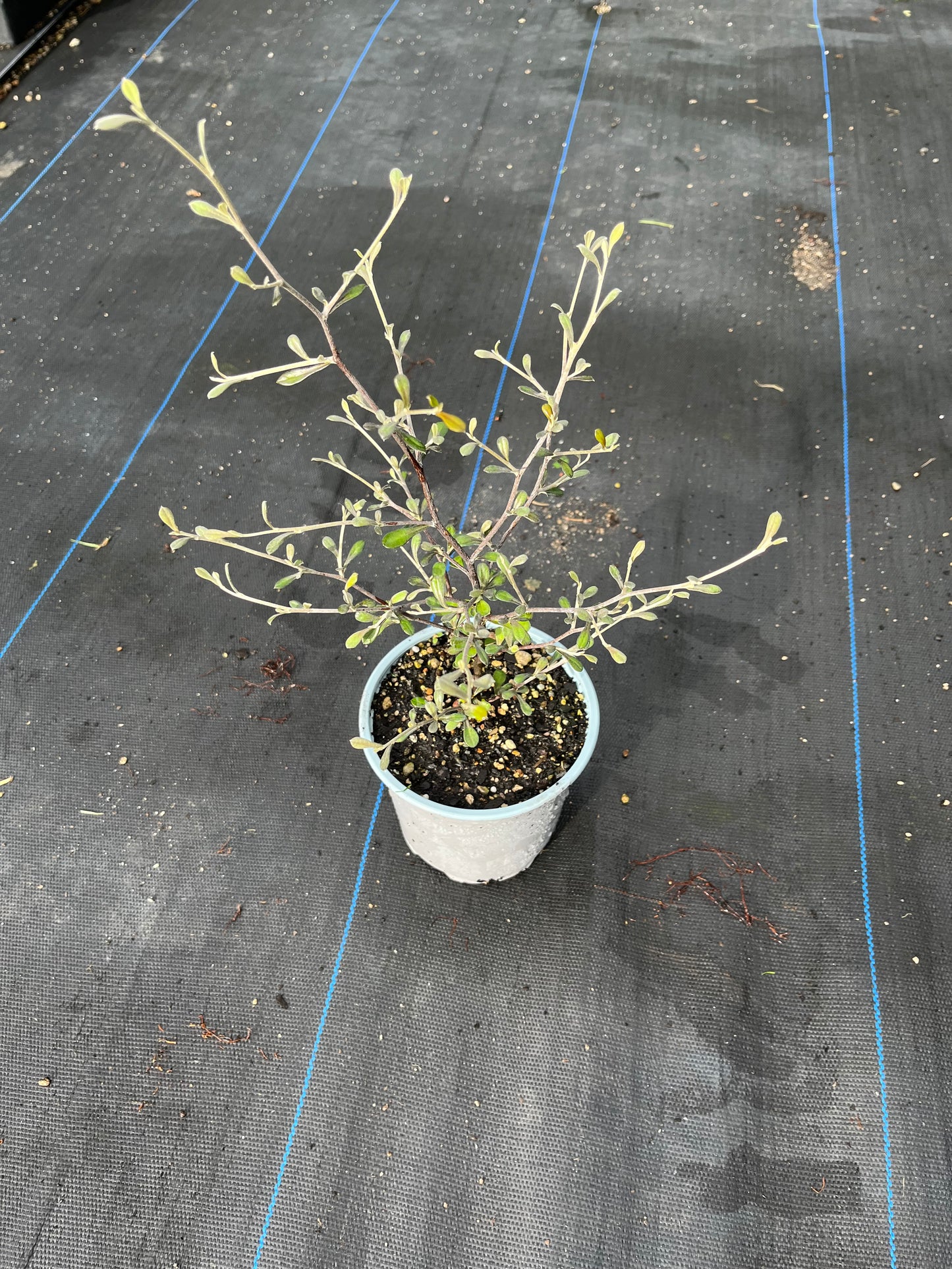Corokia Cotoneaster