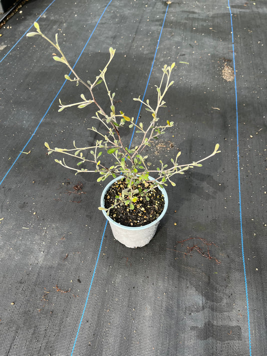 Corokia Cotoneaster