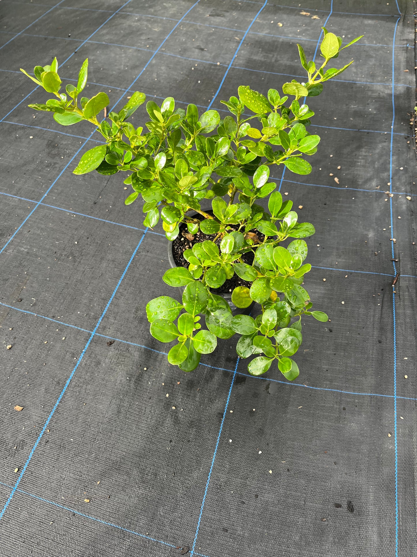Coprosma 'Poor Knights'