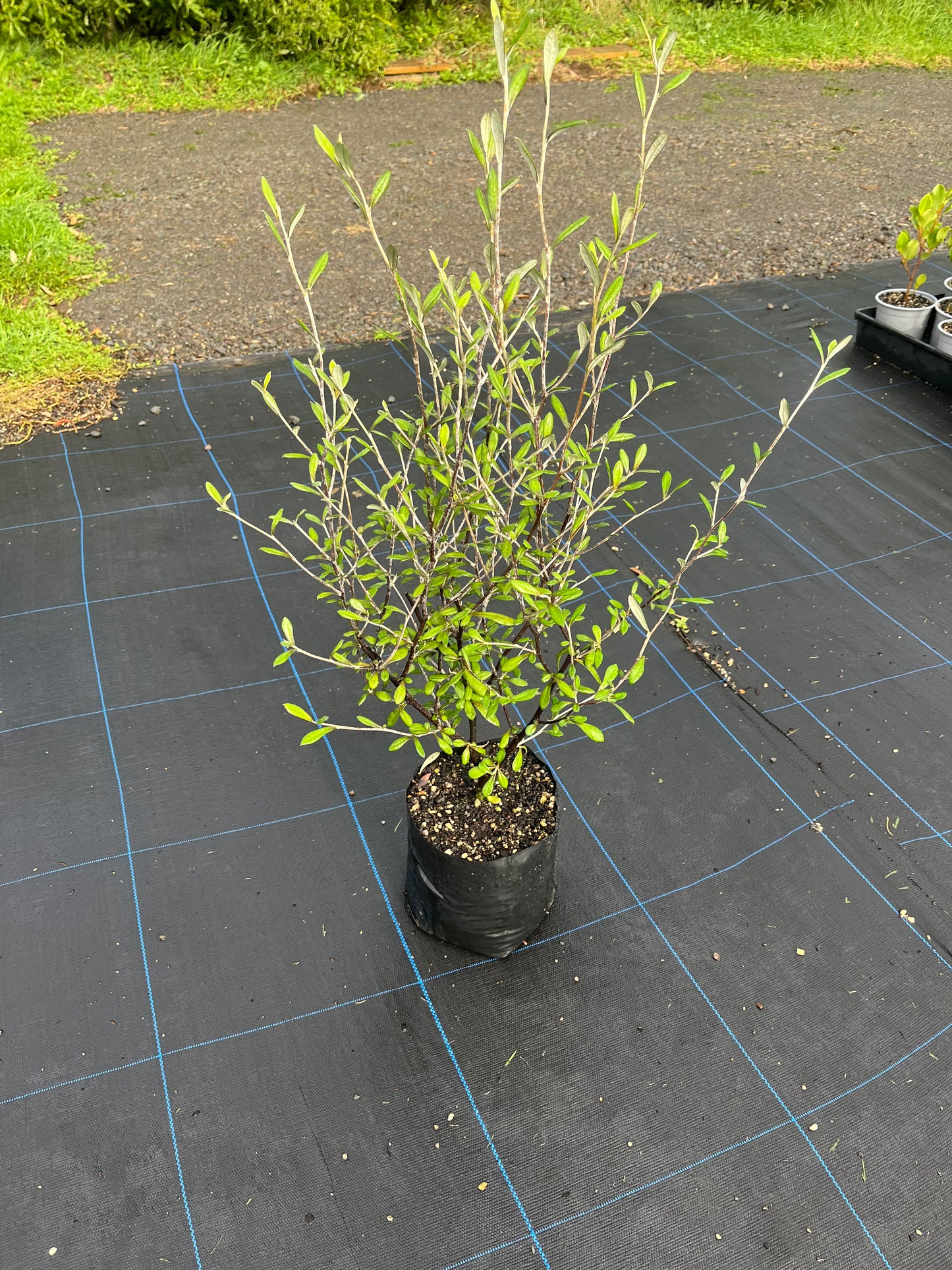 Corokia ‘Cheesemanii’