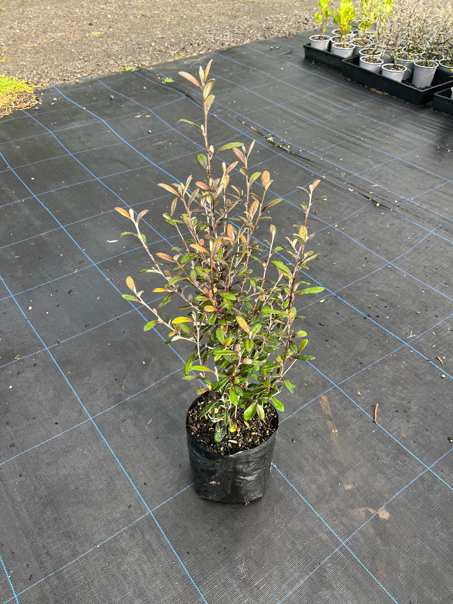 Corokia ‘Bronze King’