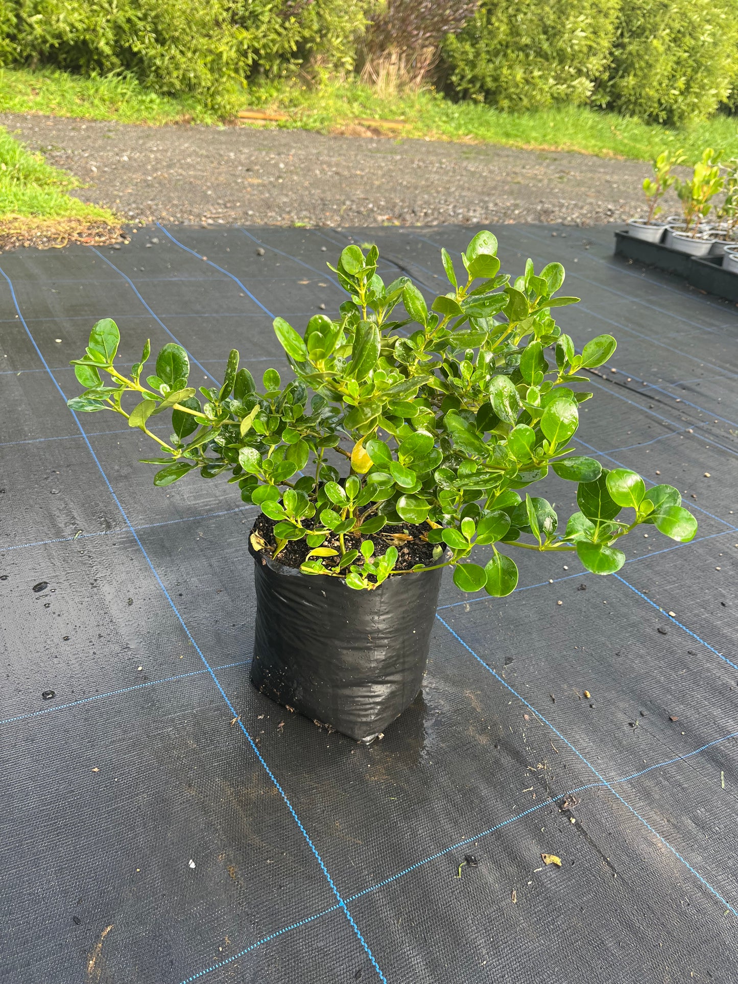 Coprosma 'Poor Knights'
