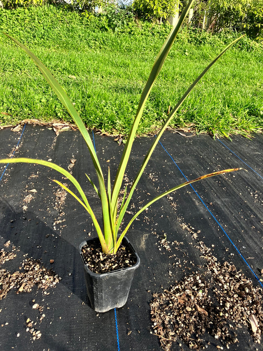 Harakeke Flax