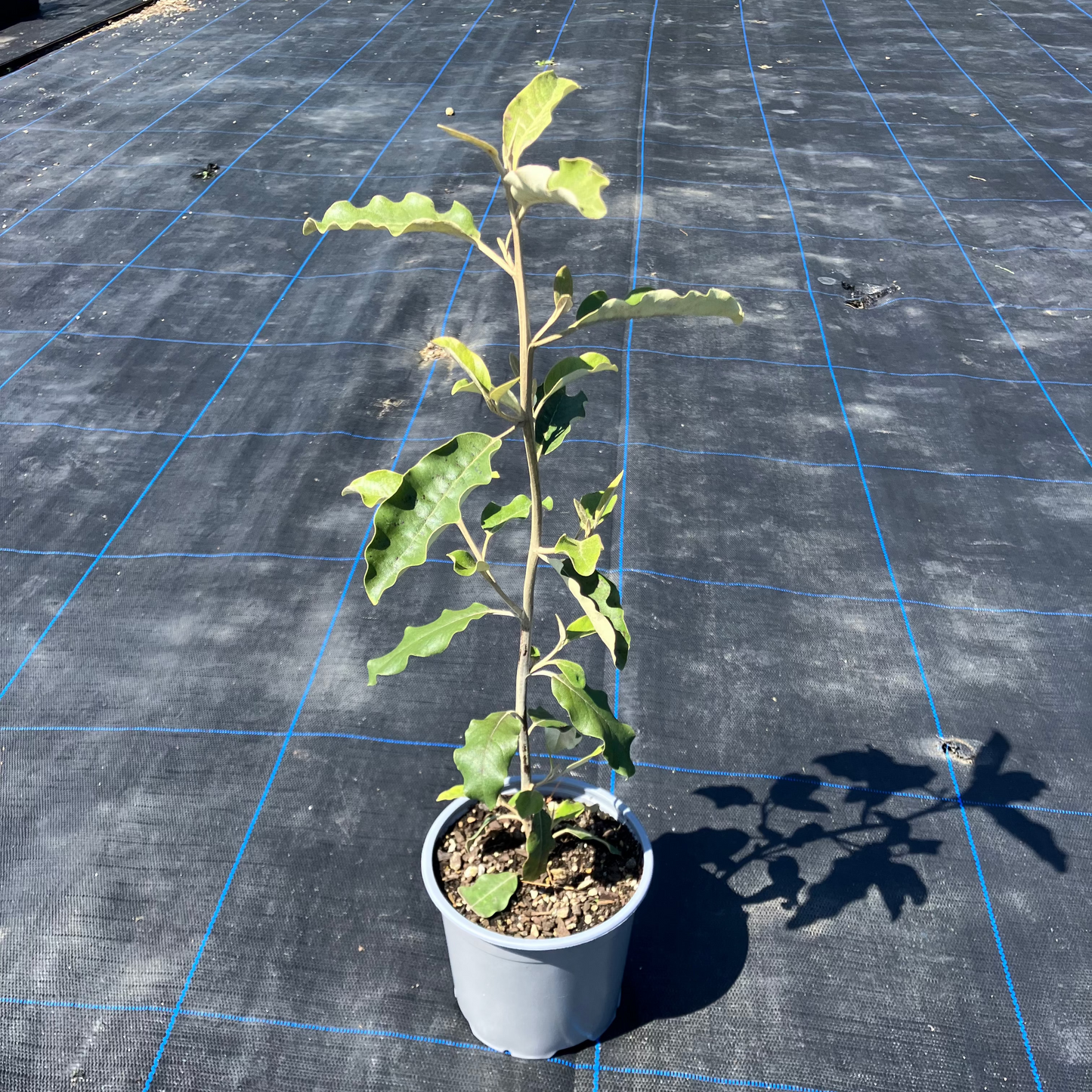 Olearia Albida (Tanguru)