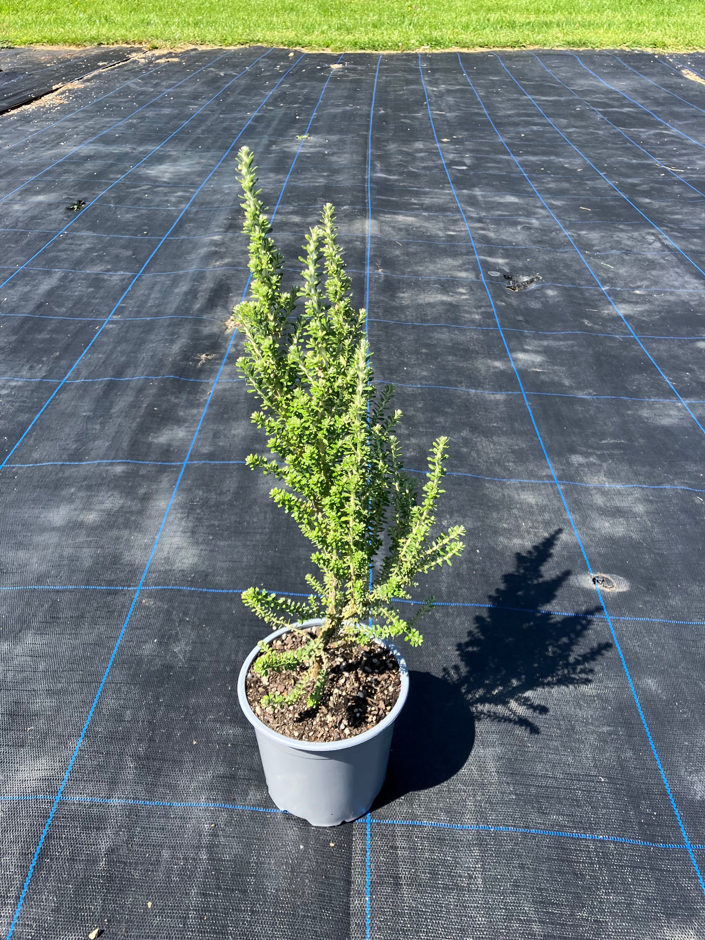 Tauhinu/NZ Cottonwood (Ozothamnus leptophyllus)