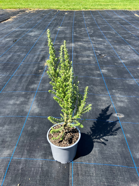 Tauhinu/NZ Cottonwood (Ozothamnus leptophyllus)