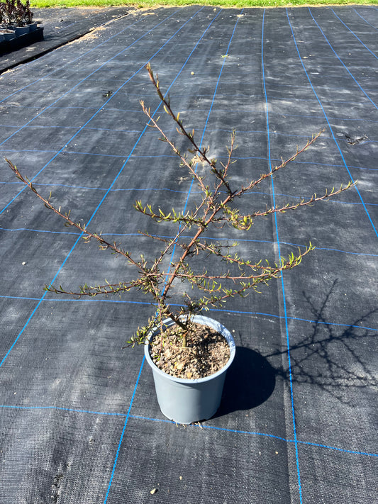 Shore Ribbonwood (Plagianthus divaricatus)