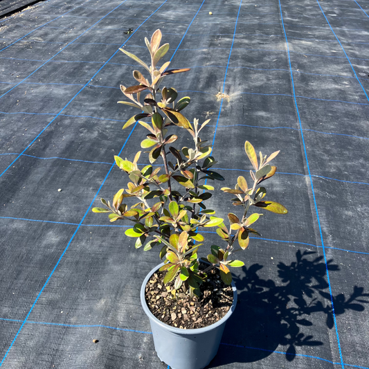 Corokia ‘Frosted Chocolate’
