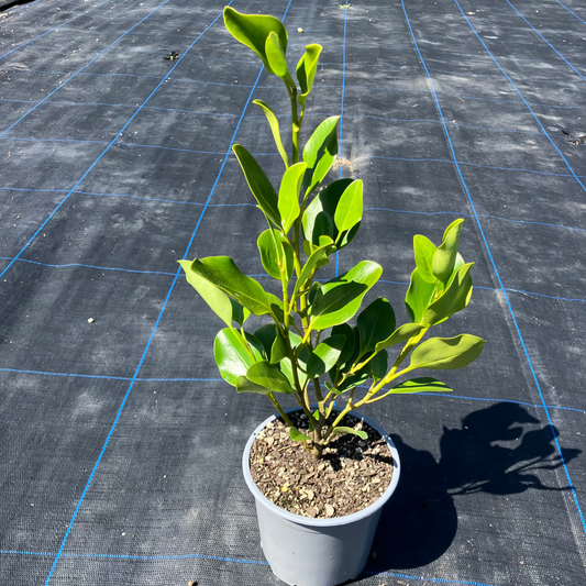 Griselinia Littoralis