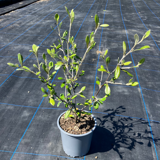 Corokia ‘Cheesemanii’