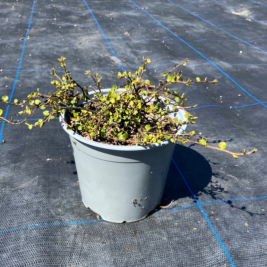 Muehlenbeckia Complexa