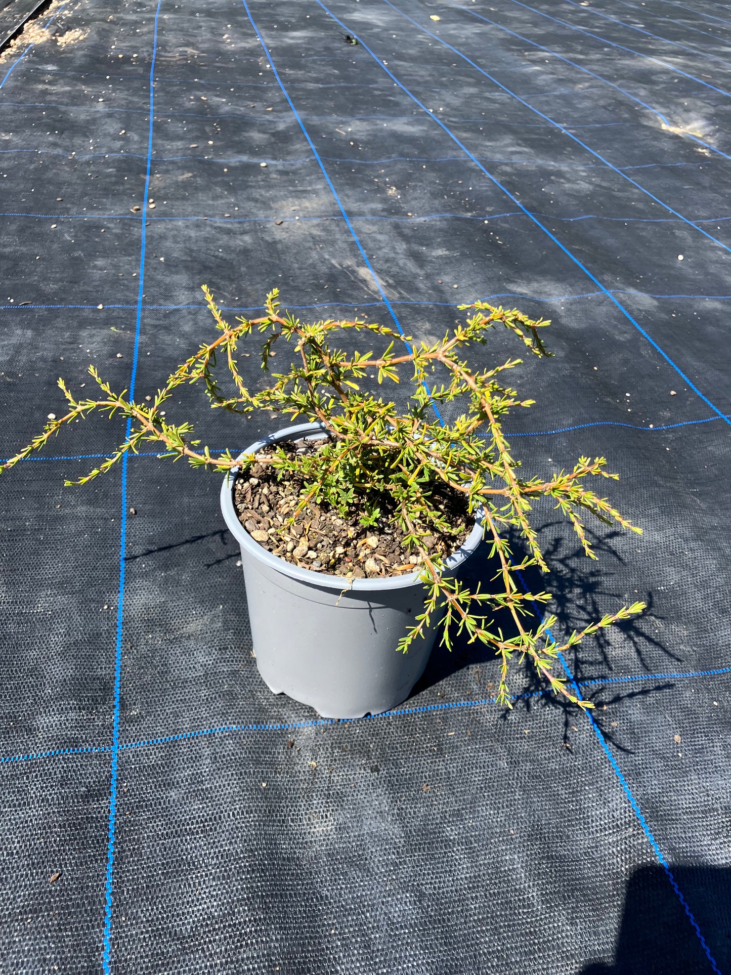 Coprosma ‘Hawera’