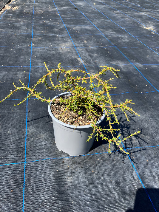 Coprosma ‘Hawera’